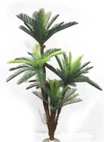 Cycas Palm